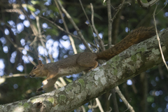 Sciurus niger limitis