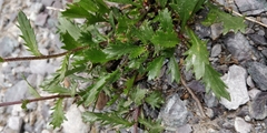Leucanthemum atratum