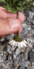 Leucanthemum atratum