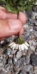Leucanthemum atratum