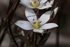 Gentianella diemensis