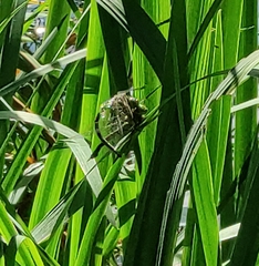 Cordulegaster boltonii