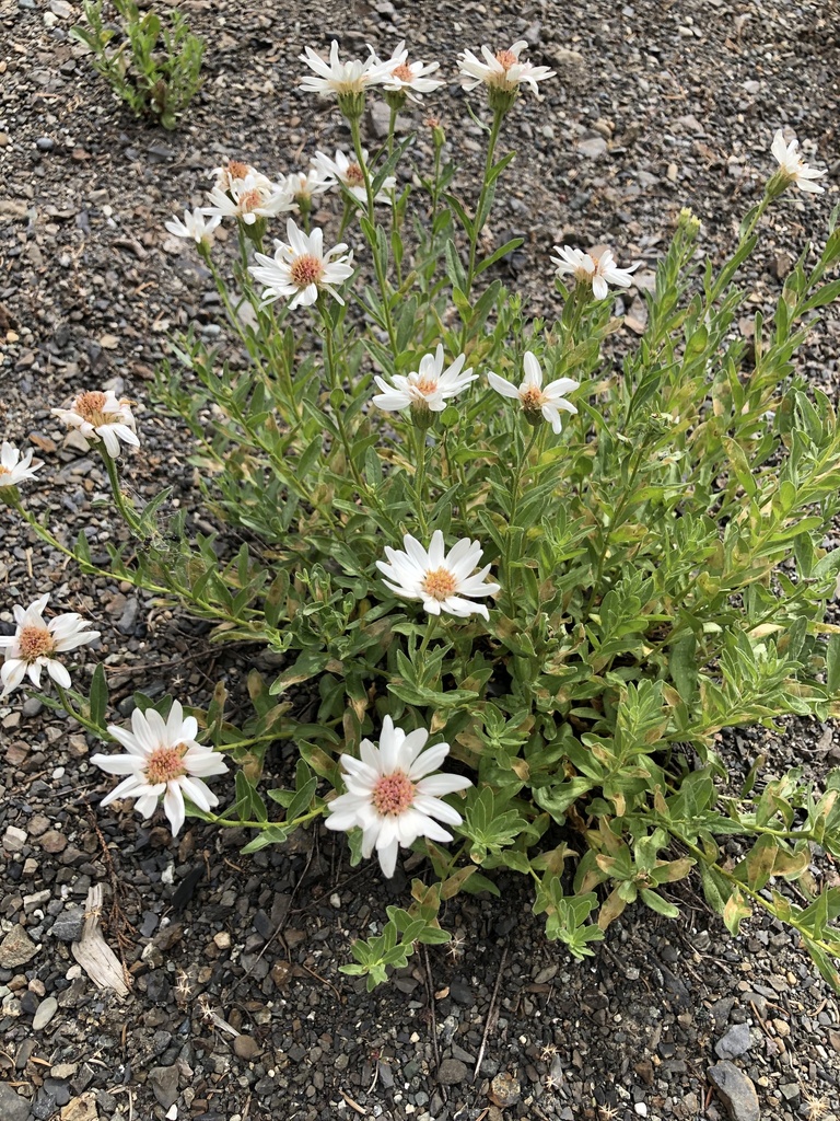 Olympic Aster