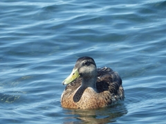 Anas platyrhynchos