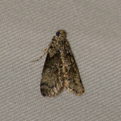 Epipaschia superatalis