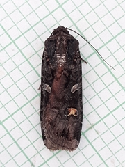 Actebia fennica