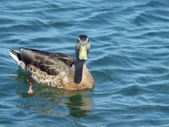 Anas platyrhynchos