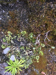 Solorina saccata