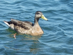 Anas platyrhynchos
