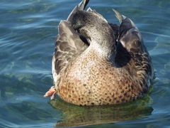Anas platyrhynchos