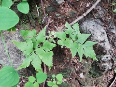 Asplenium pumilum