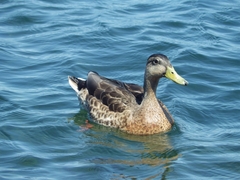 Anas platyrhynchos