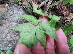 Asplenium pumilum