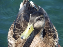 Anas platyrhynchos