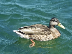 Anas platyrhynchos