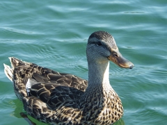 Anas platyrhynchos