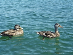 Anas platyrhynchos
