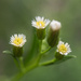 Horseweed - Photo (c) Scott Morris, some rights reserved (CC BY), uploaded by Scott Morris