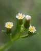 Horseweed - Photo (c) Scott Morris, some rights reserved (CC BY), uploaded by Scott Morris