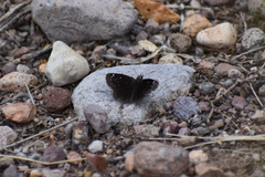 Pholisora