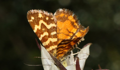 Chrysolarentia chrysocyma