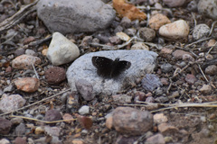 Pholisora