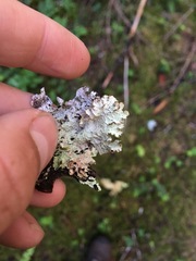 Platismatia norvegica