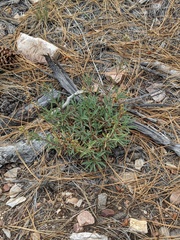 Penstemon rostriflorus