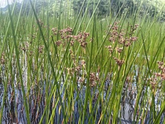 Juncus militaris
