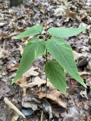 Asclepias quadrifolia
