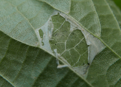 Phyllonorycter messaniella