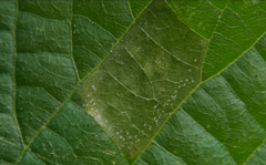 Phyllonorycter messaniella