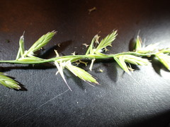 Lolium multiflorum