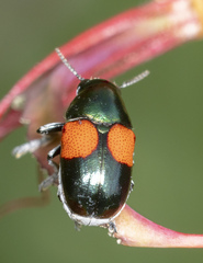 Megalostomis pyropyga