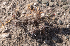 Micropuntia pulchella