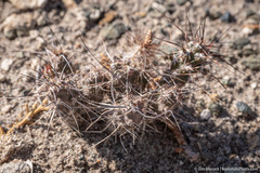 Micropuntia pulchella