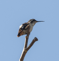 Microstilbon burmeisteri