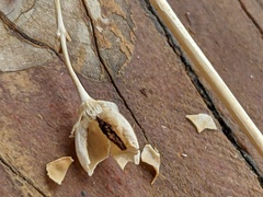 Penstemon rostriflorus