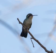 Chlorostilbon lucidus