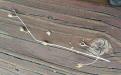 Penstemon rostriflorus