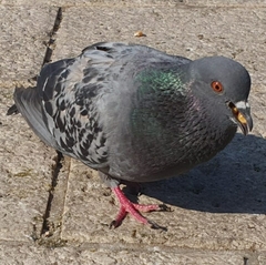 Columba livia domestica