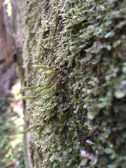 Racomitrium lawtonae