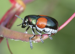 Megalostomis pyropyga