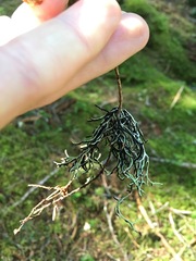 Hypogymnia duplicata