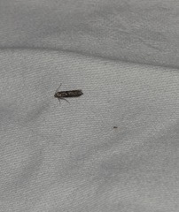 Blastobasis adustella