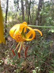 Lilium iridollae