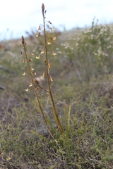 Eulophia bolusii