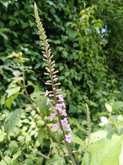 Aloysia macrostachya
