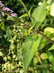 Aloysia macrostachya