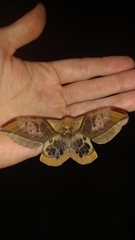 Neorcarnegia basirei